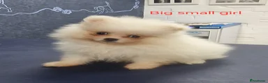 Pomeranian Puppy 4