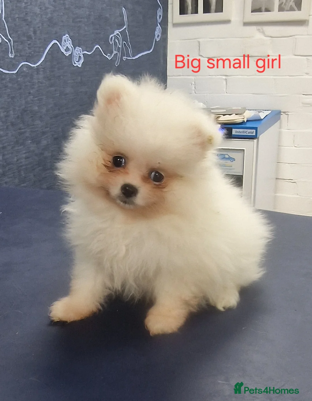 Pomeranian dogs for sale: Amazing Pomeranian  **  Puppy pure White colour in Salford - Advert 18
