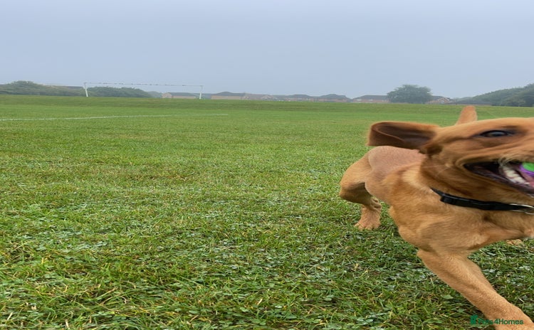 Labrador Retriever dogs - Advert 6