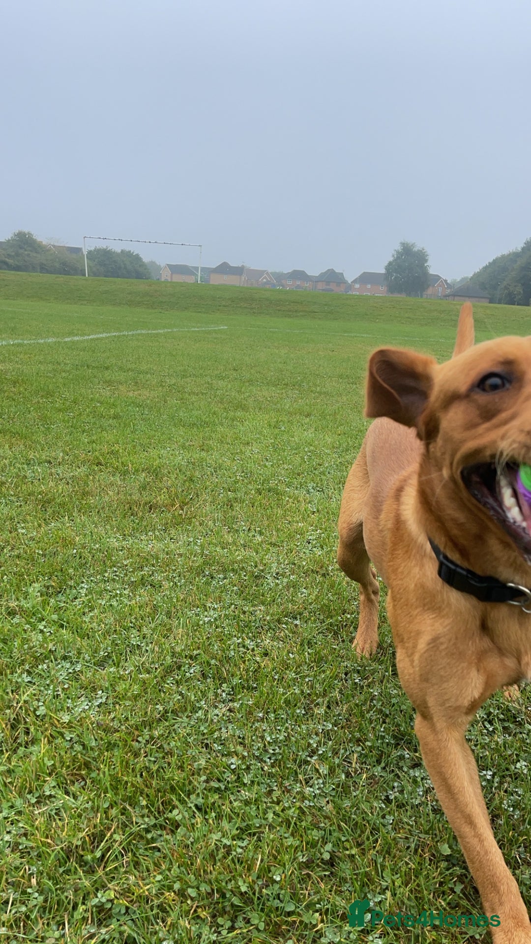 Labrador Retriever dogs for stud: Stud Dog Available – Rupert the Fox Red Labrador - Image 1