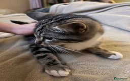 Maine Coon cats for sale: Adorable Kittens - Image 26