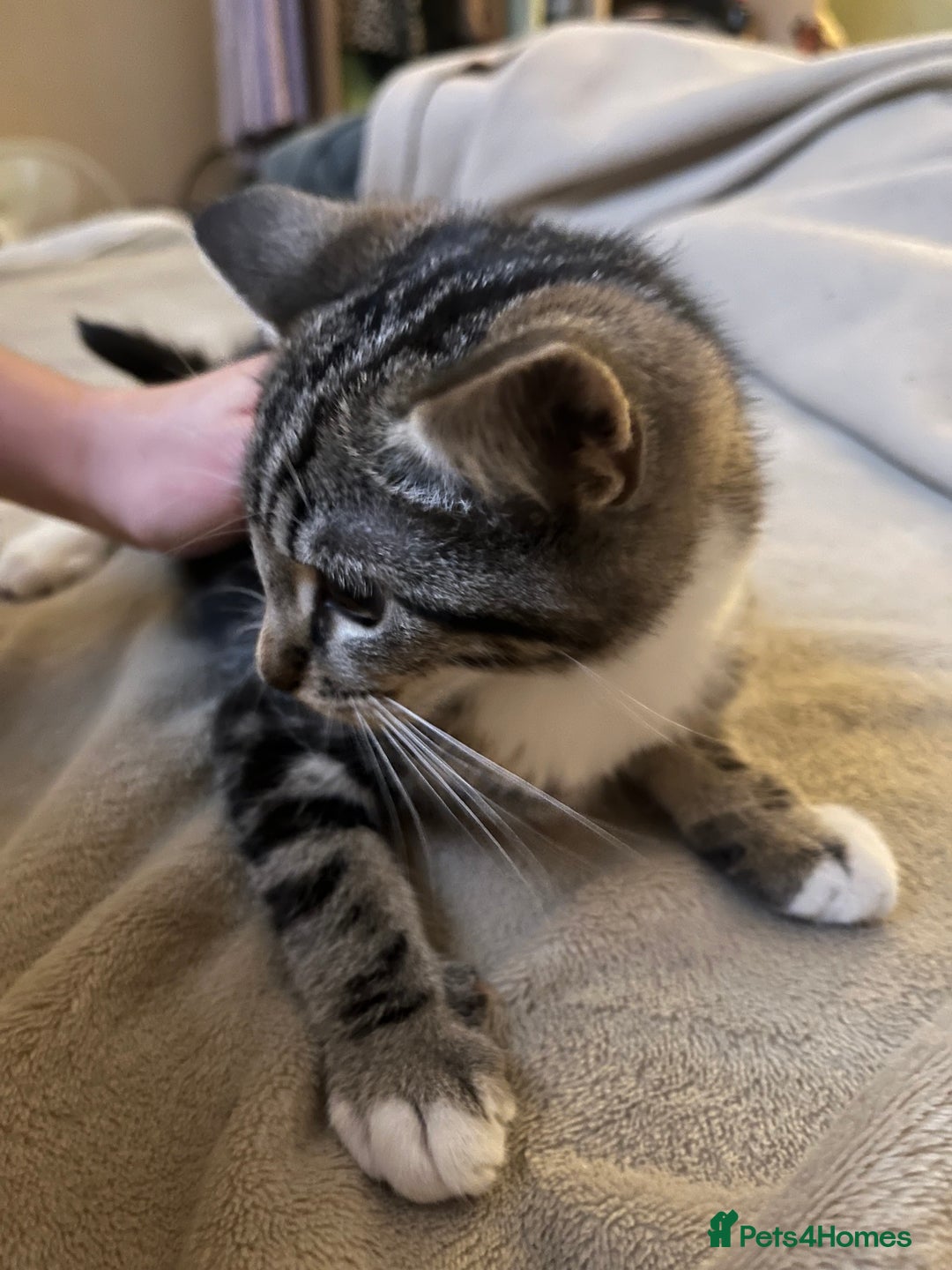 Maine Coon cats for sale: Adorable Kittens - Image 26