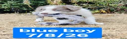Border Collie dogs for sale: KC registered Border collie pups for sale - Advert 9