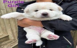 Japanese Akita Inu dogs for sale: Beautiful Japanese Akita Inu Puppies 2boys/2girls - Image 11