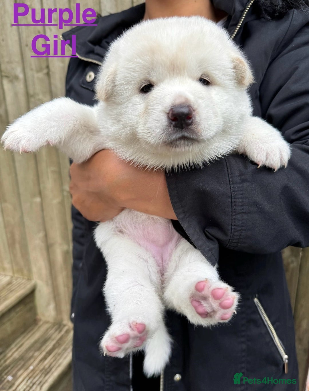 Japanese Akita Inu dogs for sale: Beautiful Japanese Akita Inu Puppies 2boys/2girls - Image 11