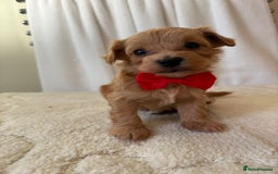 Maltipoo dogs for sale: F1 beautiful maltipoo baby’s 🩵🩷 - Image 12