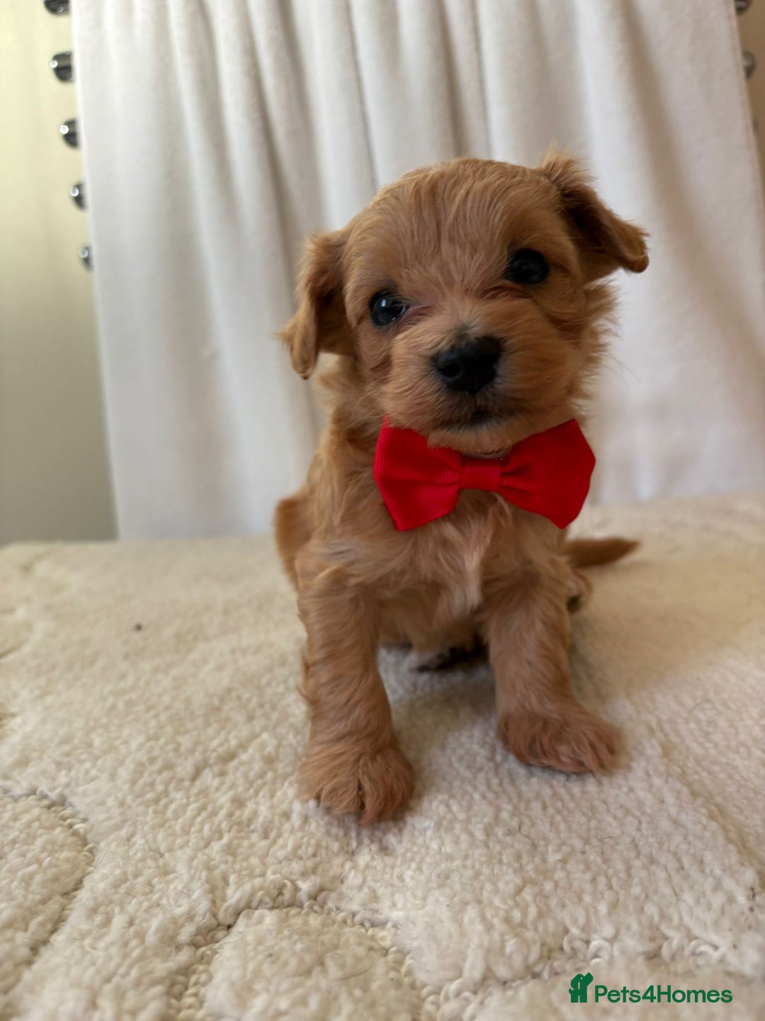 Maltipoo dogs for sale: F1 beautiful maltipoo baby’s 🩵🩷 - Image 12