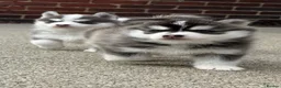 Pomsky dogs for sale: F4 Pomsky Puppies  - Advert 14