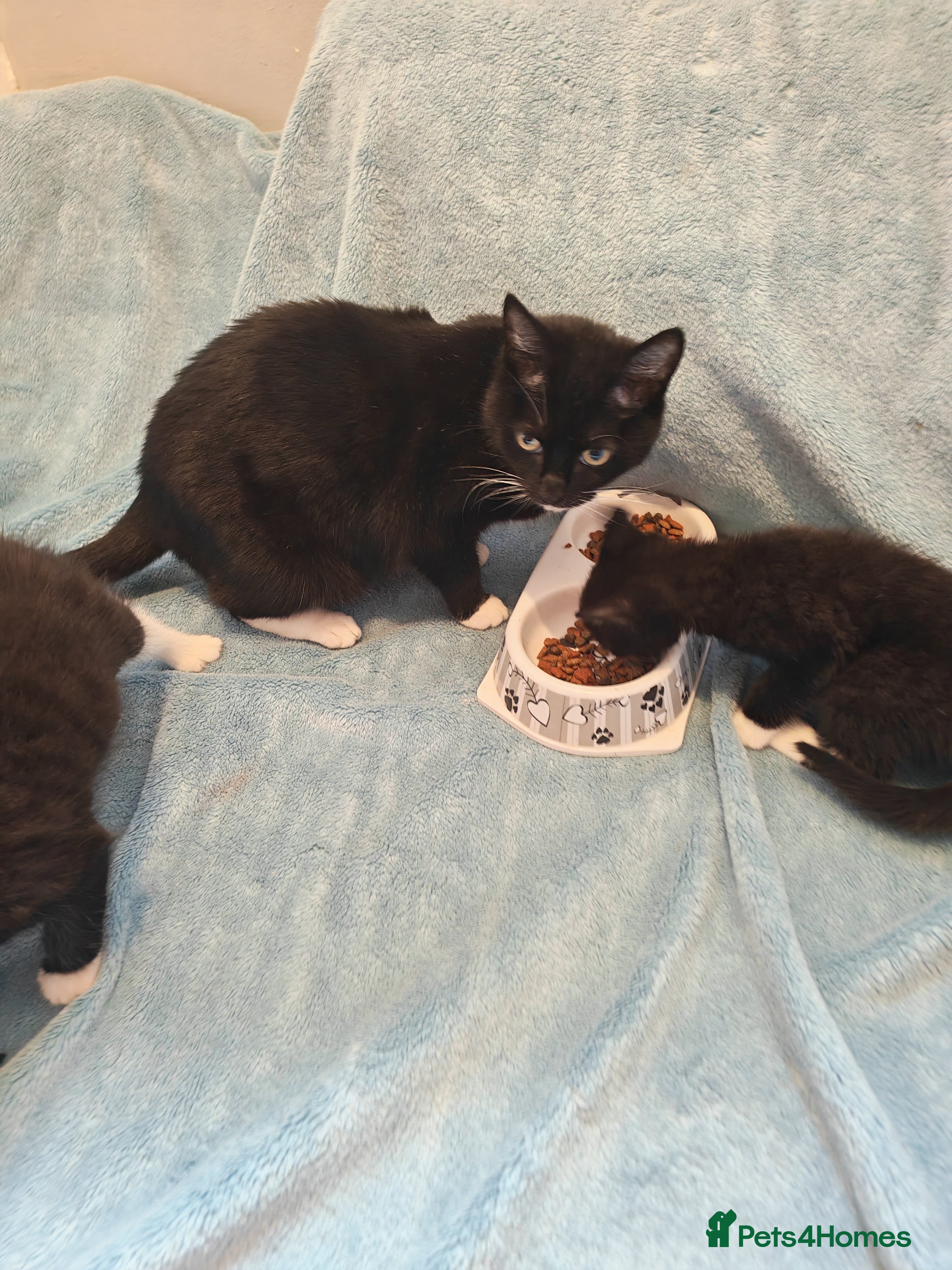 Mixed Breed cats Beautiful Kittens VIDEOS - Advert 16