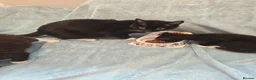 Mixed Breed cats for sale: Beautiful Kittens VIDEOS - Advert 2