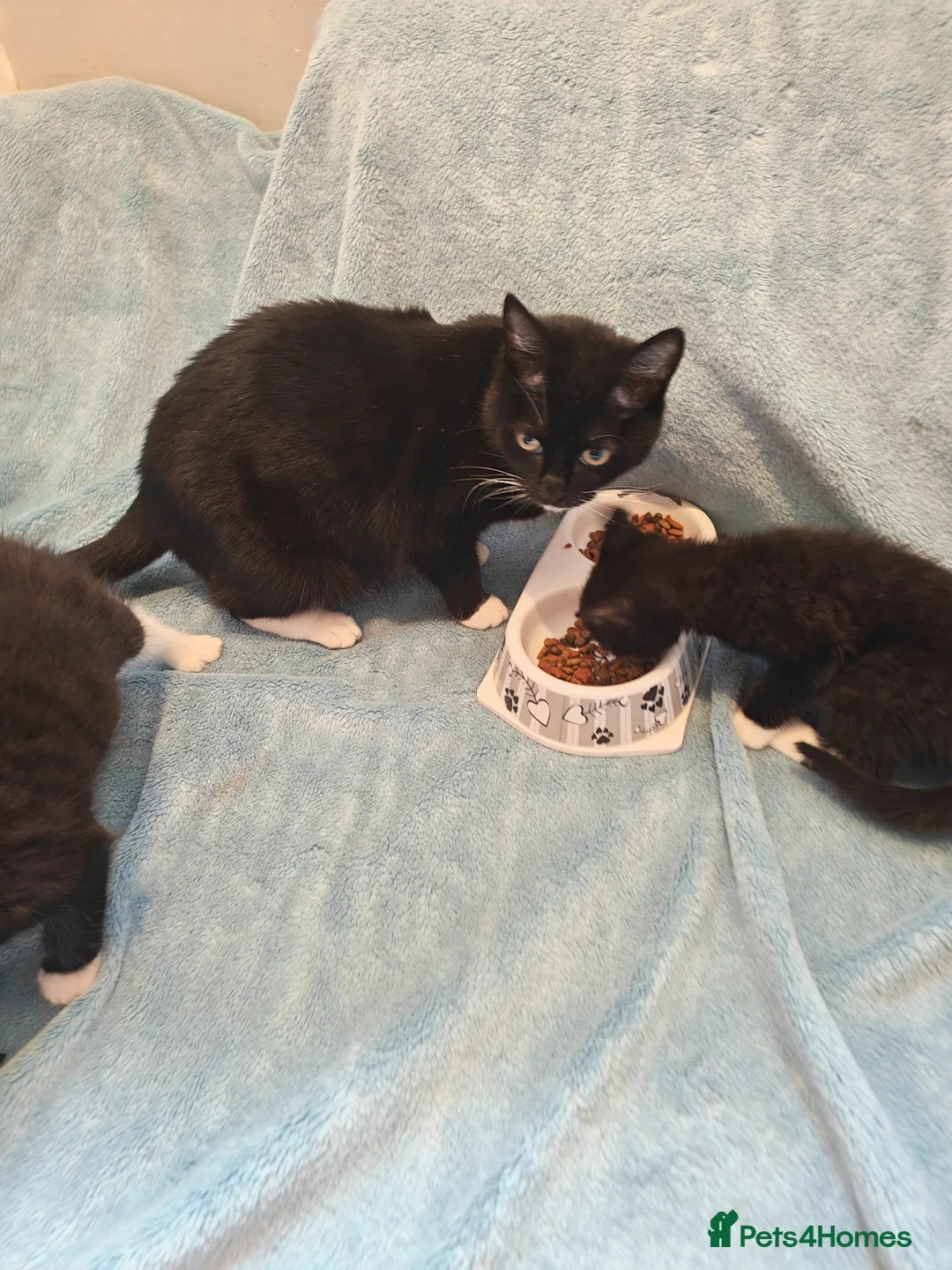 Mixed Breed cats for sale: Beautiful Kittens VIDEOS - Advert 2