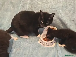 Mixed Breed cats Beautiful Kittens VIDEOS - Advert 16