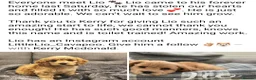 Cavapoo dogs for sale: Health tested Standard (cuddle) Cavapoos - Advert 26