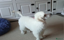 Miniature Poodle dogs for sale: Beautiful boy  - Image 7