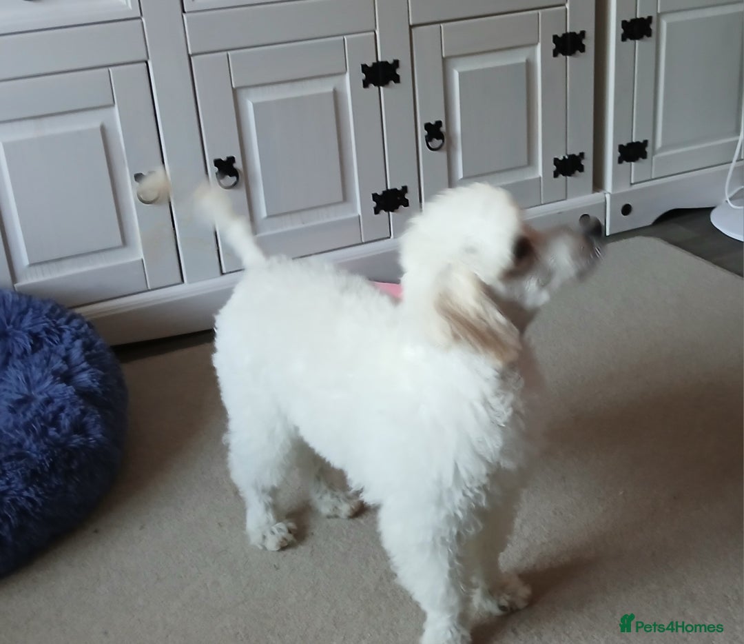 Miniature Poodle dogs for sale: Beautiful boy  - Image 7