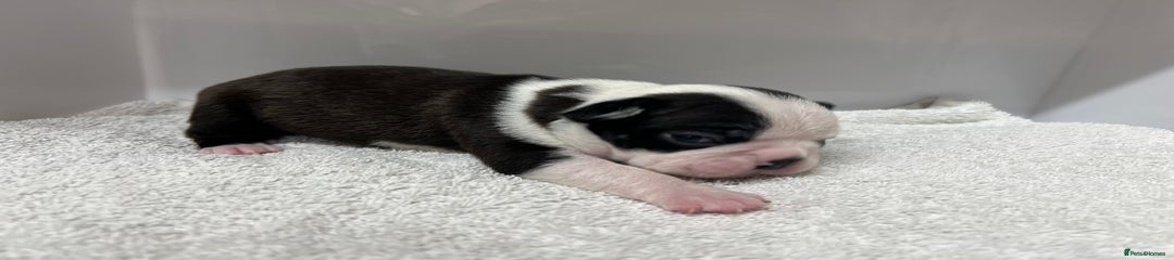 Boston Terrier Puppy 2