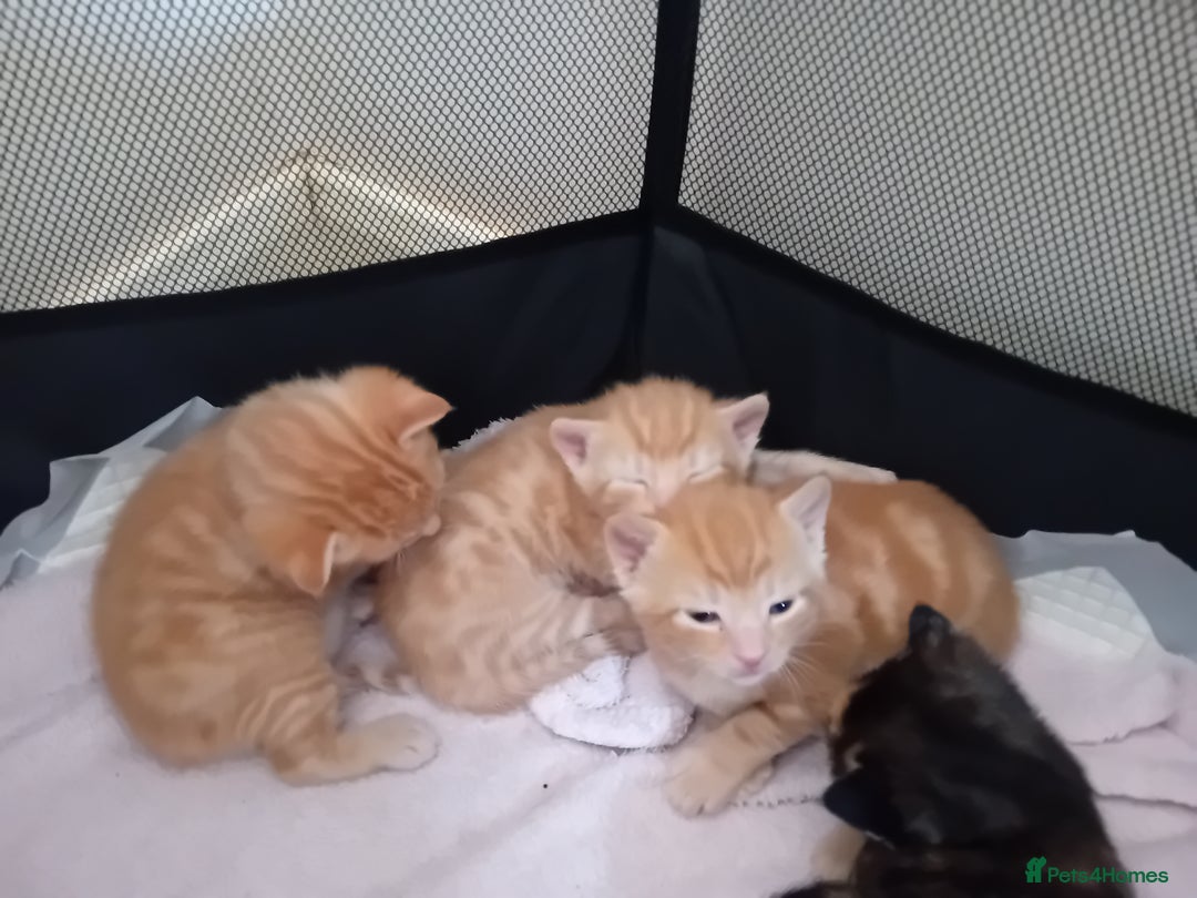 Mixed Breed cats for sale: Two male ginger kittens - Image 5