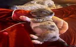 Mixed Breed dogs for sale: Stunning Merle chihuahua 2 girls ready 22nd dec - Advert 31