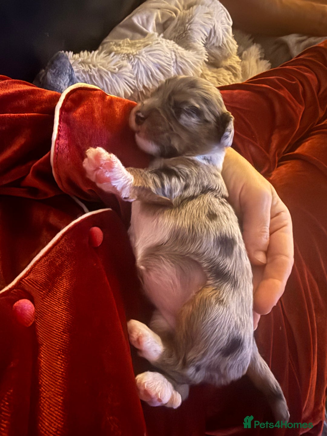 Mixed Breed dogs for sale: Stunning Merle chihuahua 2 girls ready 22nd dec - Advert 31