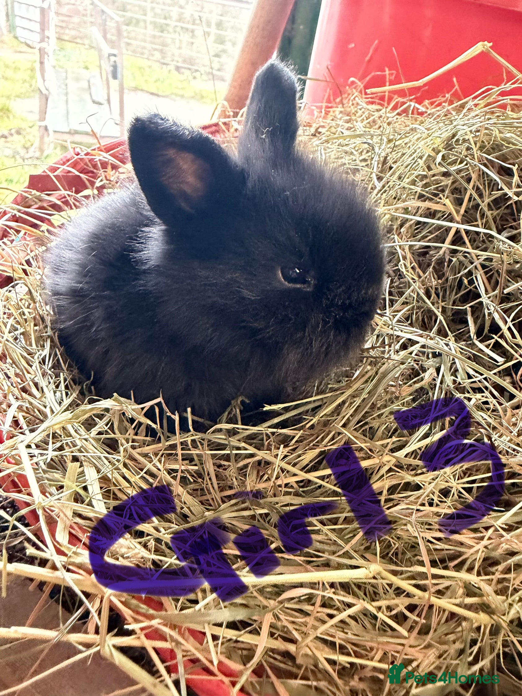 Lionhead rabbits Last female pure lionheads ready 3rd January - Advert 18