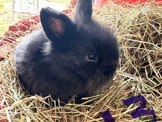 Lionhead rabbits Last female pure lionheads ready 3rd January - Advert 18