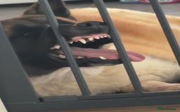 Akita dogs for sale: Bear, full breed Japanese akita  - Image 5