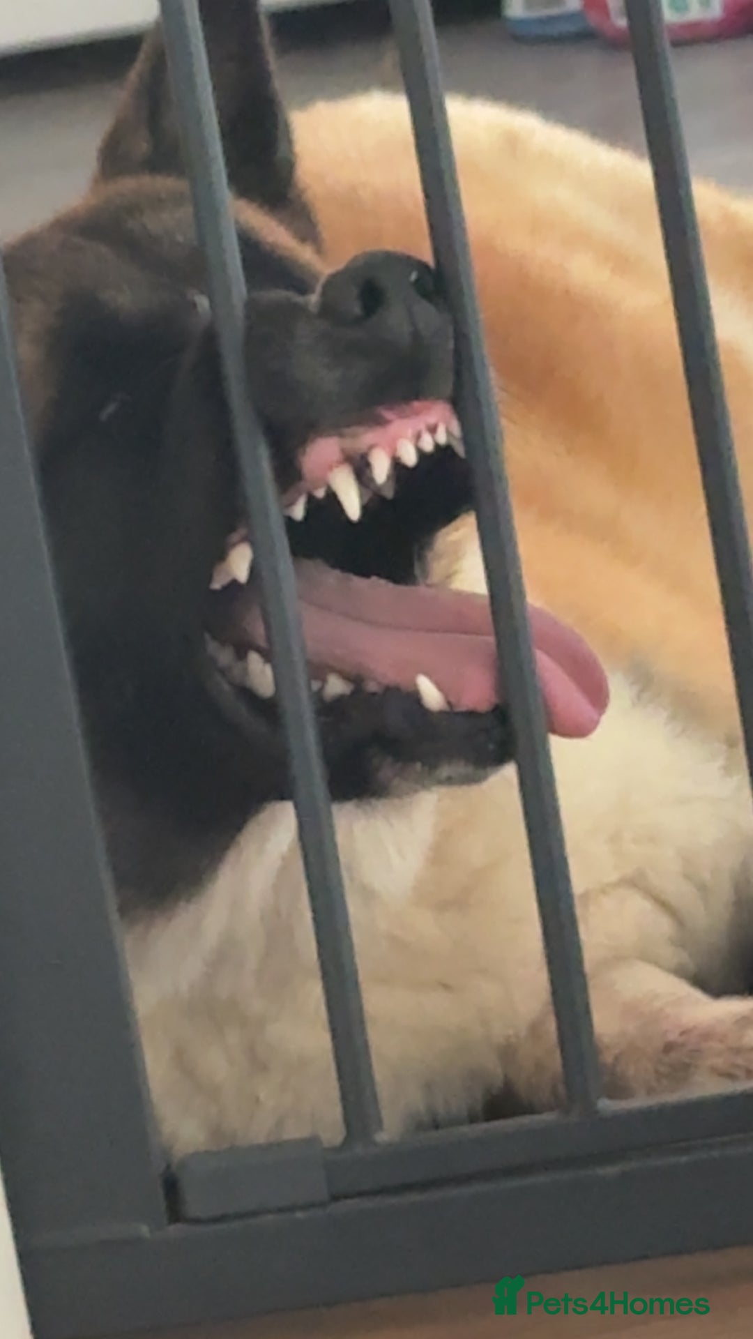 Akita dogs for sale: Bear, full breed Japanese akita  - Image 5