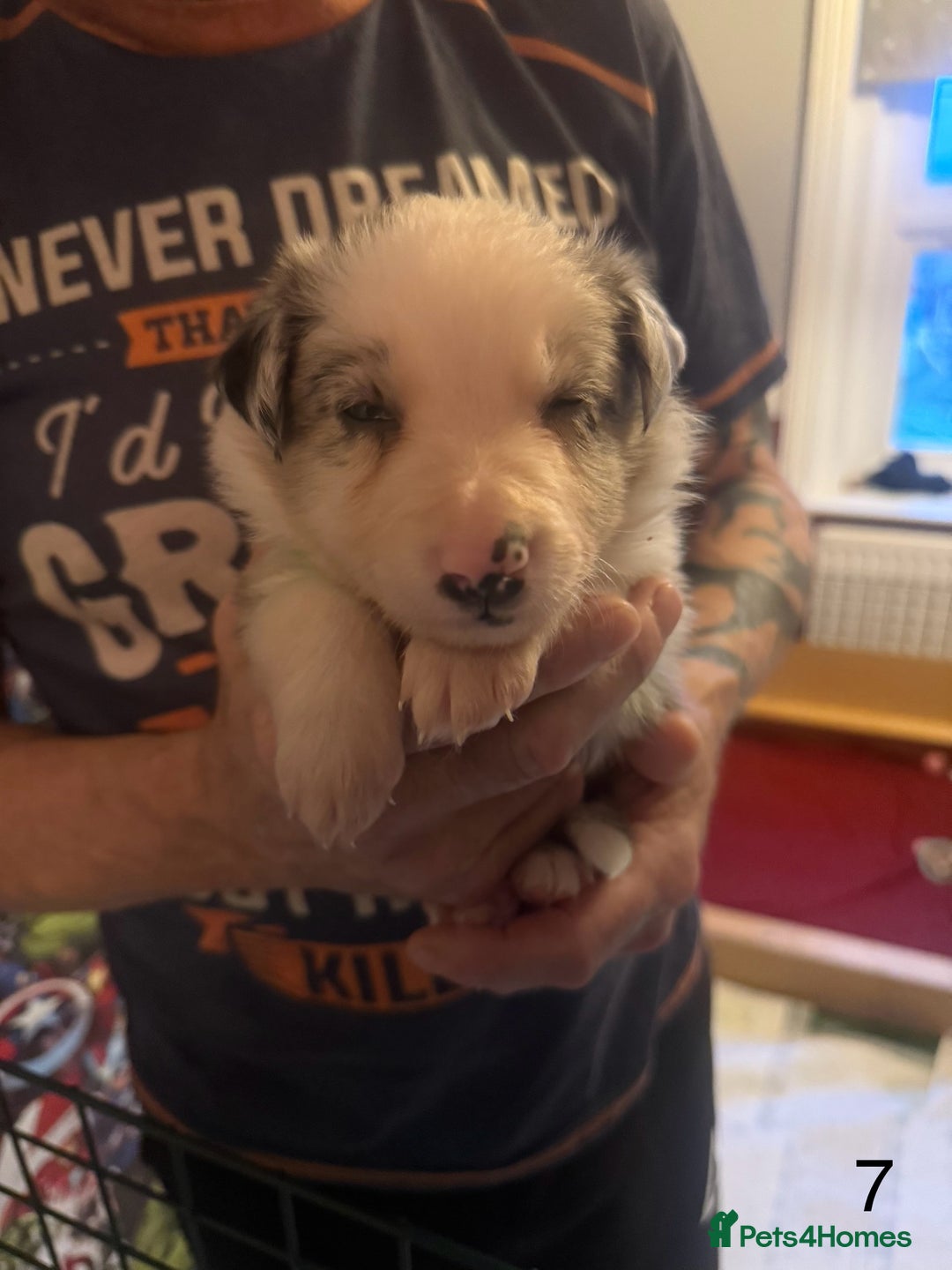 Border Collie dogs for sale: Beautiful border collie pups - Advert 11