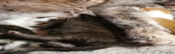 Mixed Breed cats for sale: Maine coon cross kittens for sale - Advert 8