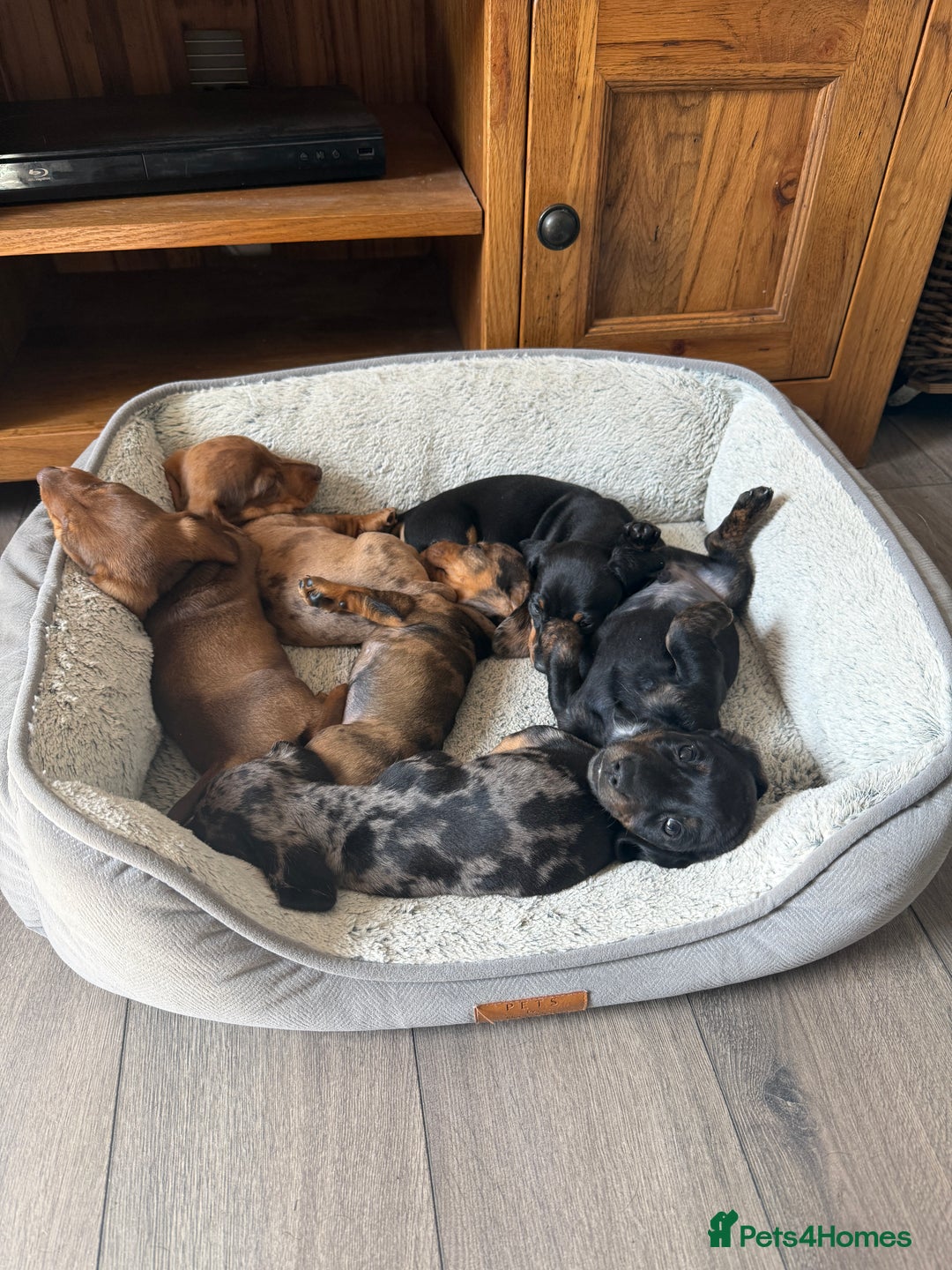 Miniature Dachshund dogs for sale: Miniature dachshund puppies  - Image 4