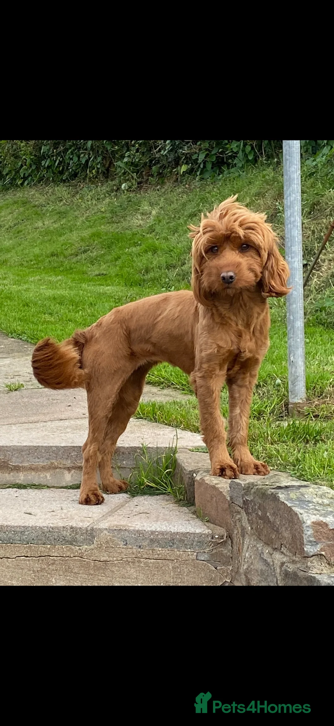 Cockapoo dogs for sale: F1 cockerpoo - Advert 3