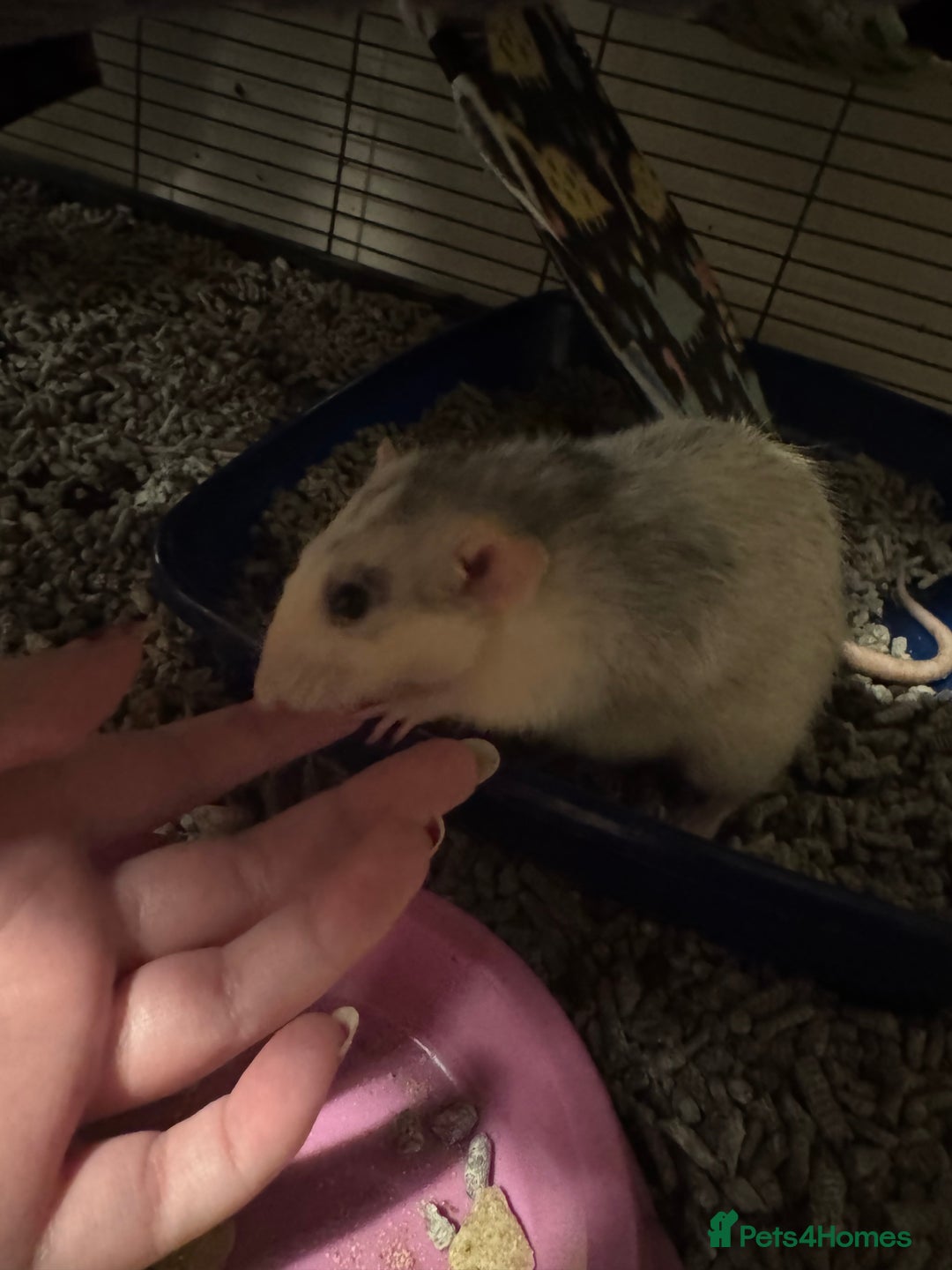 Rat rodents for sale: 2 adult rats for rehoming — experienced owners - Advert 3