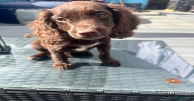 Cocker Spaniel dogs - Advert 16