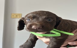 Cocker Spaniel dogs for sale: KC Pedigree Working Cocker Spaniel Puppies - Image 5