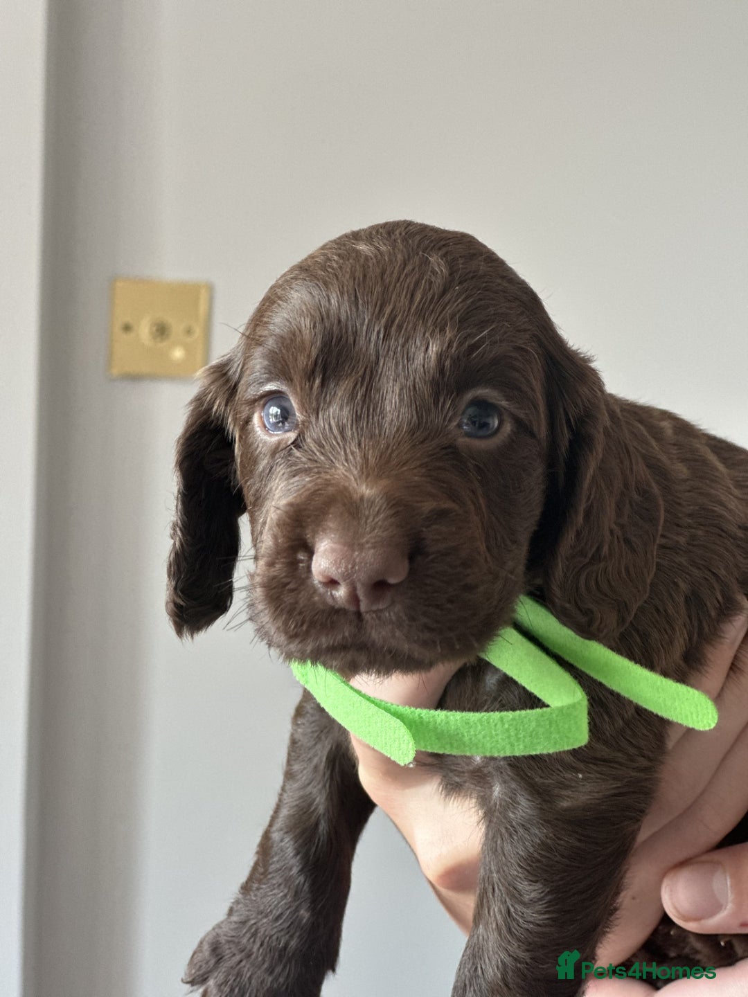 Cocker Spaniel dogs for sale: KC Pedigree Working Cocker Spaniel Puppies - Image 5