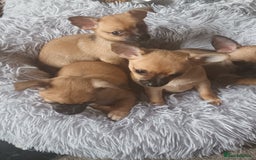 Chihuahua dogs for sale: Adorable 8 weeks old Chihuahua puppies  - Image 2