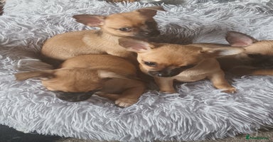 Chihuahua dogs - Advert 6