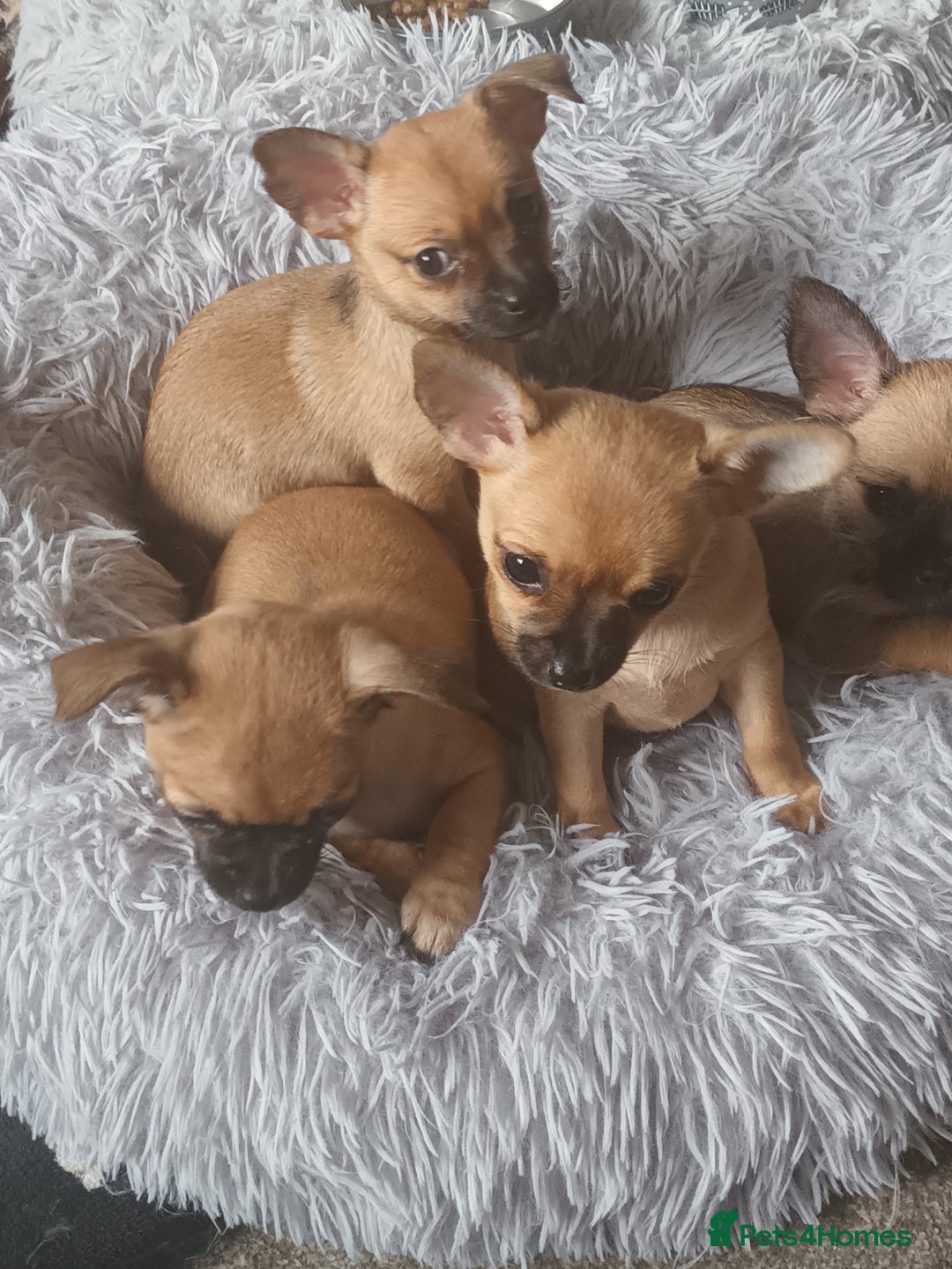 Chihuahua dogs for sale: Adorable 8 weeks old Chihuahua puppies  - Image 2