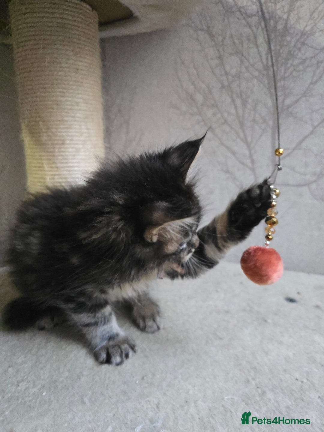 Maine Coon cats for sale: Beautiful Tica registered girls - Advert 17