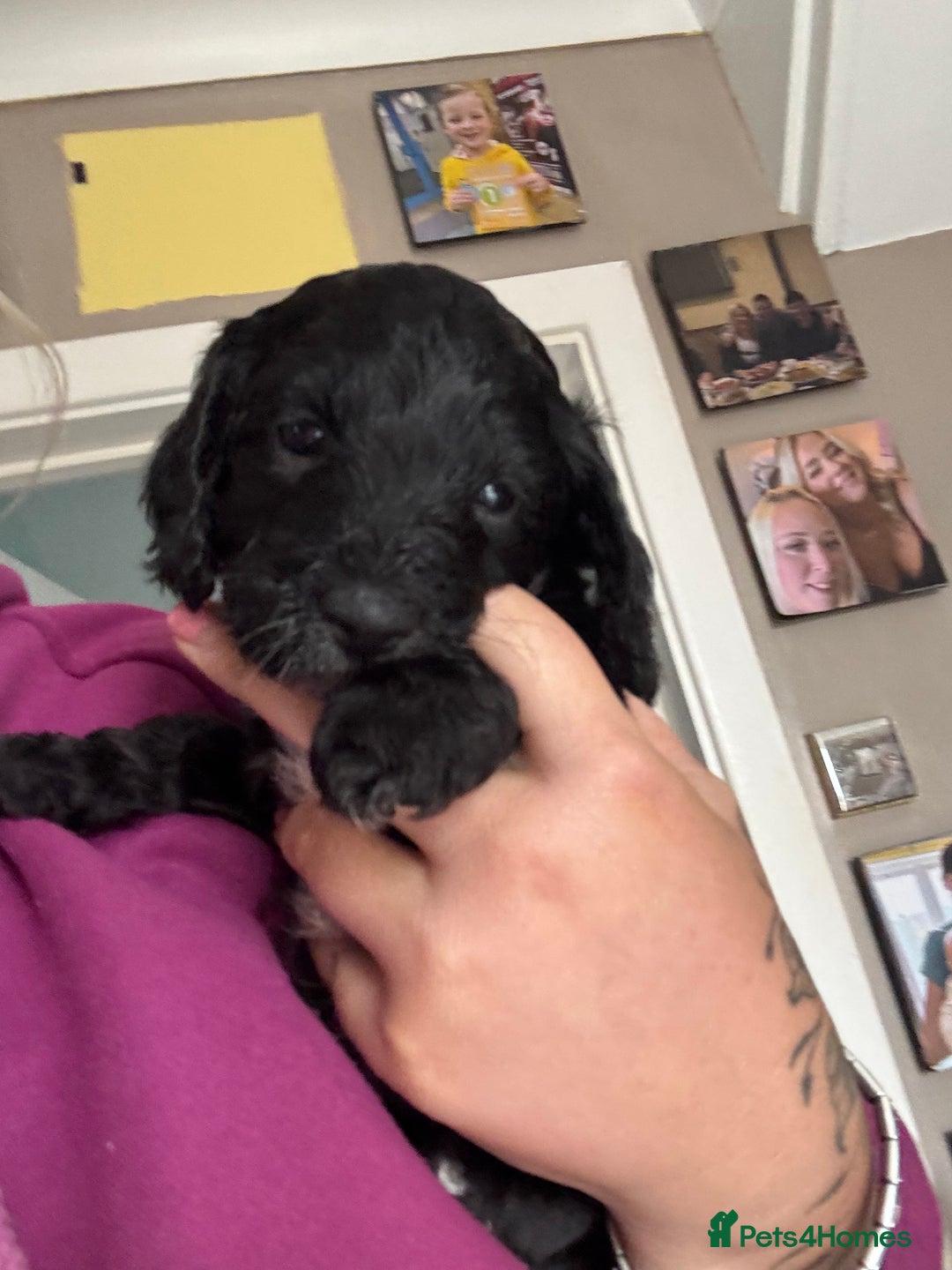 Cockapoo dogs for sale: 1 male black and white cockapoo left for sale - Image 8