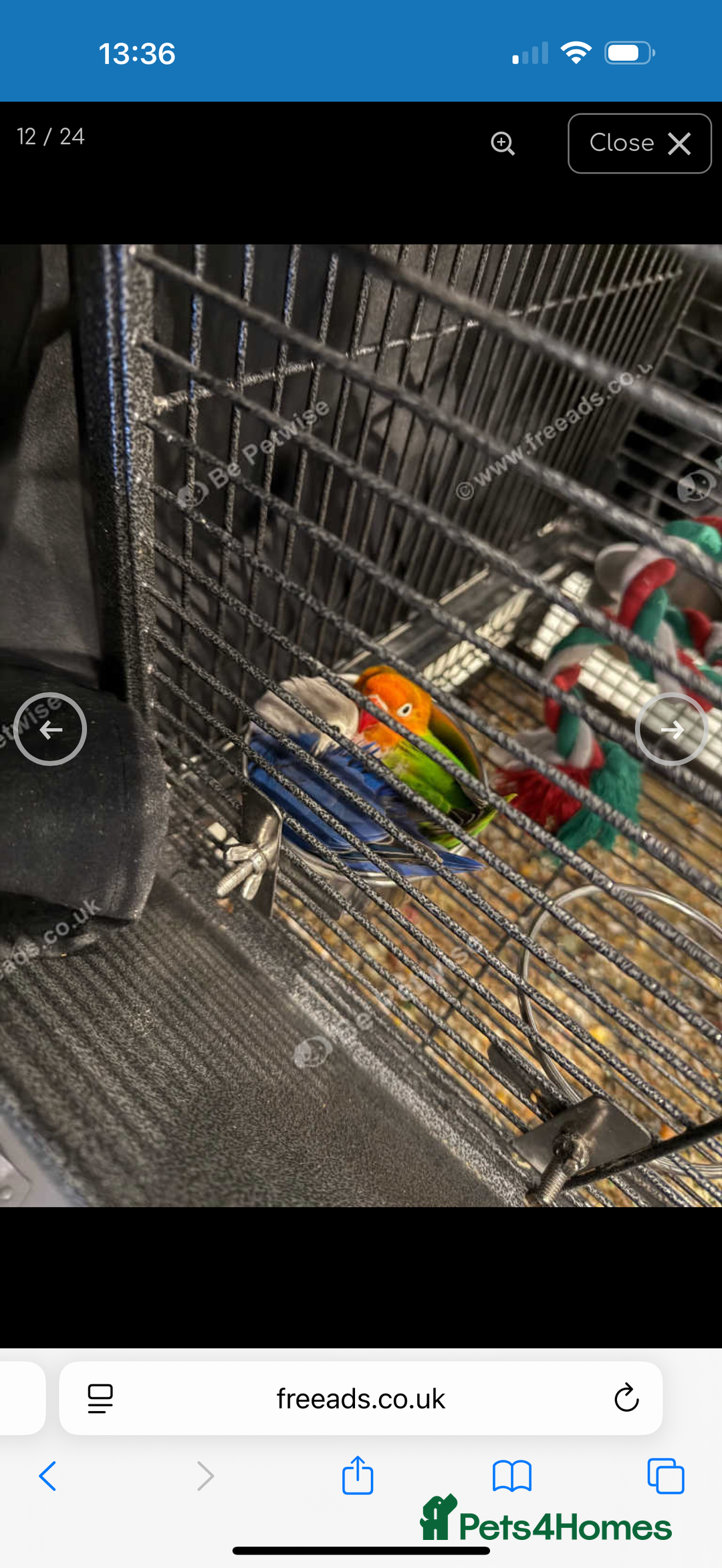 Lovebirds birds for sale: 2 beautiful love birds full set up  - Image 7