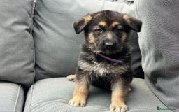 German Shepherd dogs for sale: *READY NOW!!* KC DNA BVA German Shepherds - Image 8