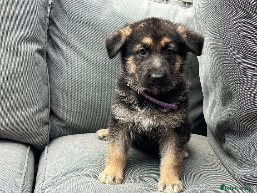 German Shepherd dogs for sale: *READY NOW!!* KC DNA BVA German Shepherds - Image 8