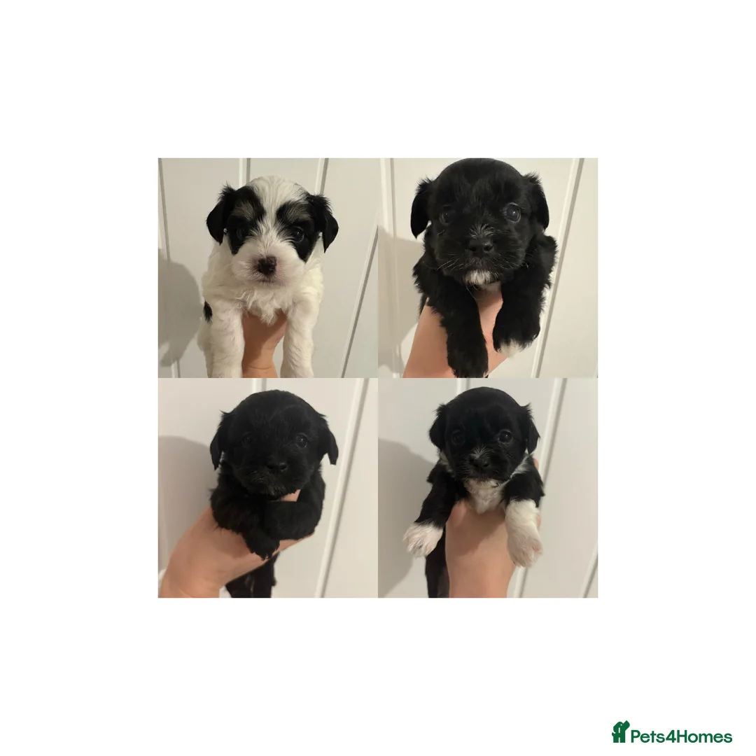 Mixed Breed dogs for sale: Puppies for sale  - Advert 2