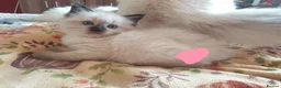 Ragdoll cats for sale: 4 x Fluffy Ragdoll Chocolate Sealpoint kittens - Advert 35