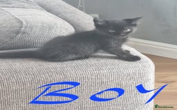 Mixed Breed cats for sale: 4 x beautiful kittens ready to leave 21/06/25 in Colwyn Bay - Image 9