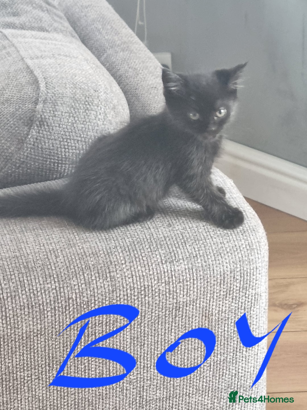 Mixed Breed cats for sale: 4 x beautiful kittens ready to leave 21/06/25 in Colwyn Bay - Image 9