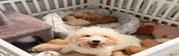 Poochon dogs for sale: Adorable Poochon puppies  - Advert 15
