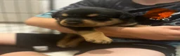 Rottweiler dogs for sale: Full Rottweiler pups  in Derby - Advert 2