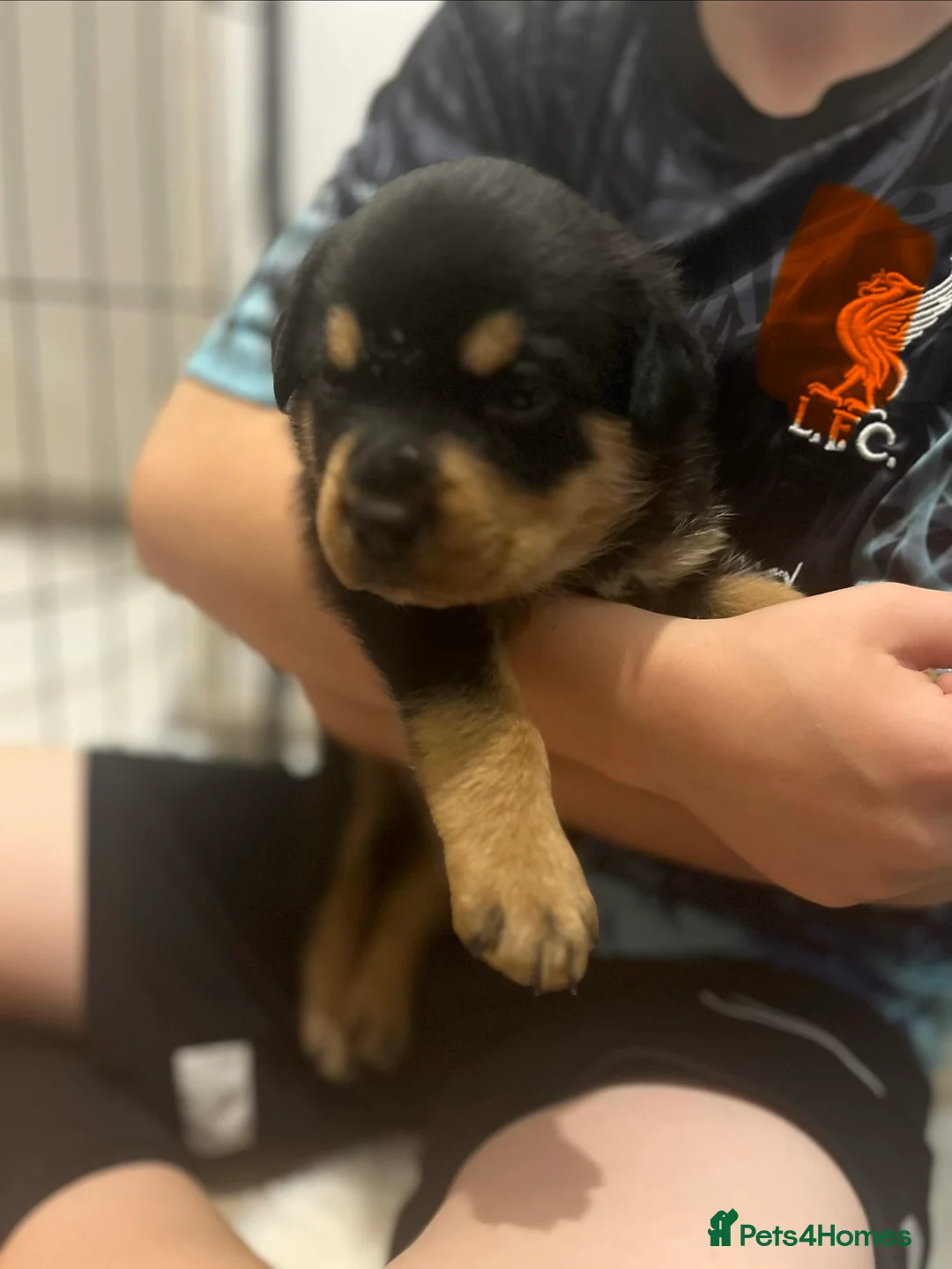 Rottweiler dogs for sale: Full Rottweiler pups  in Derby - Advert 2